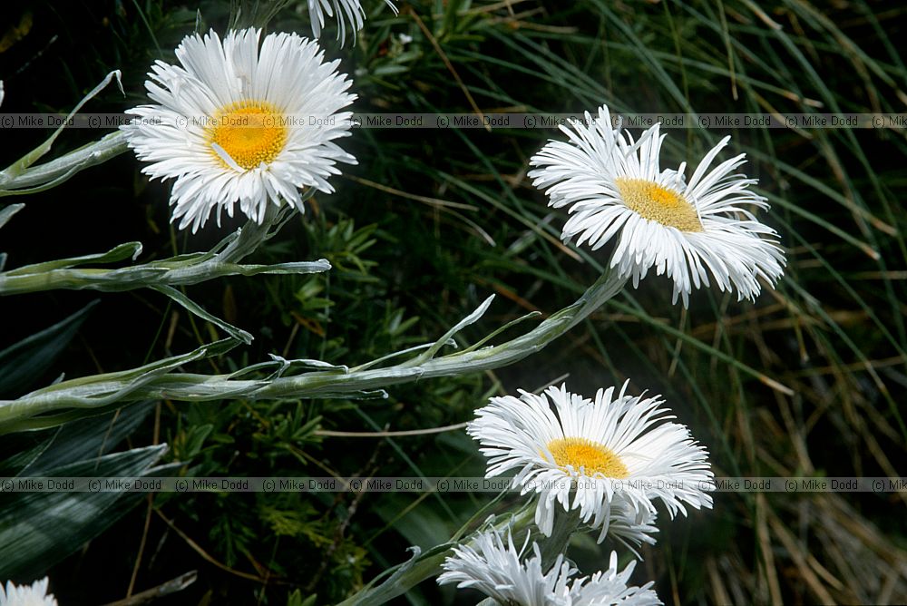 Plant Routeburn Track South Island