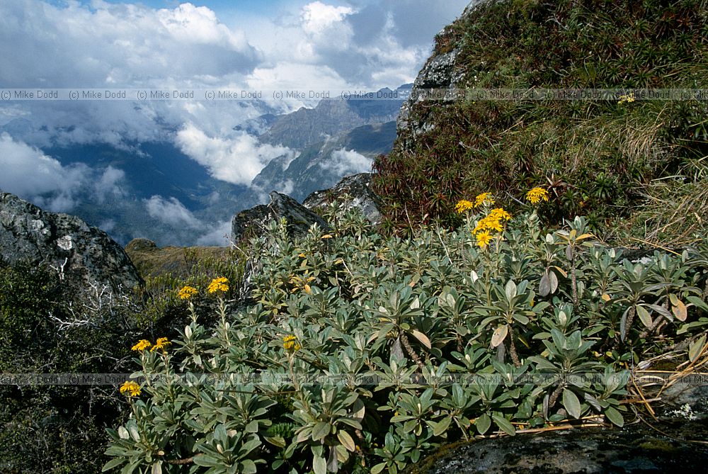 Plant Routeburn Track South Island