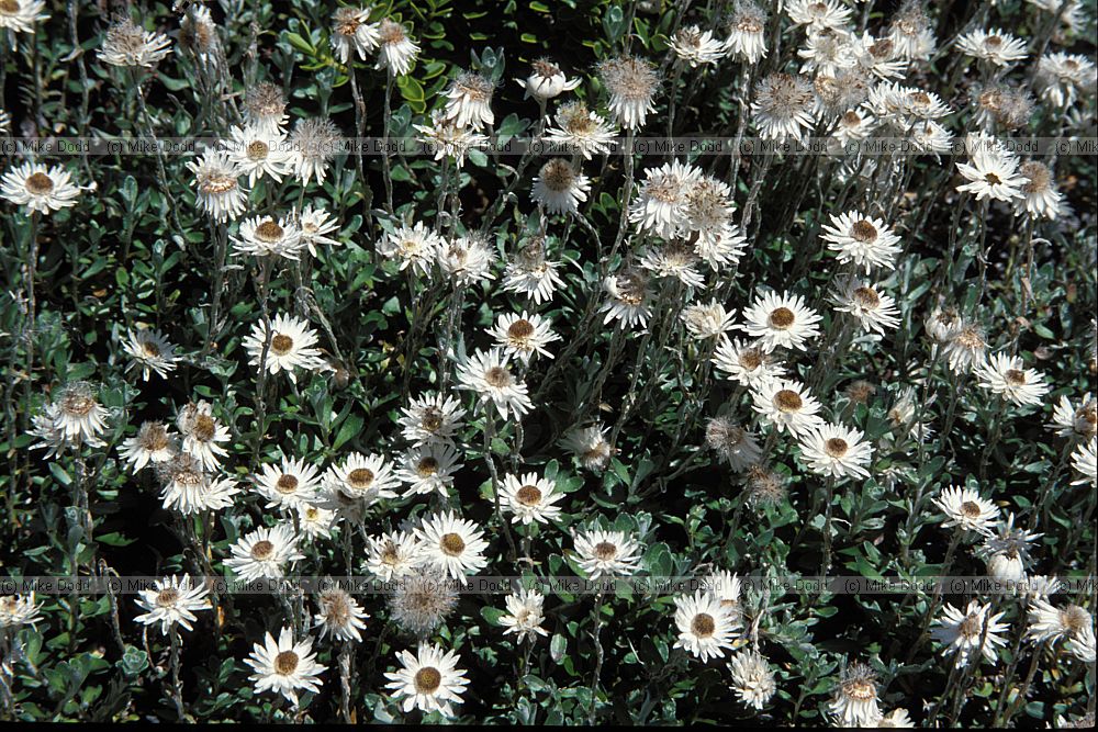plant near Homer tunnel