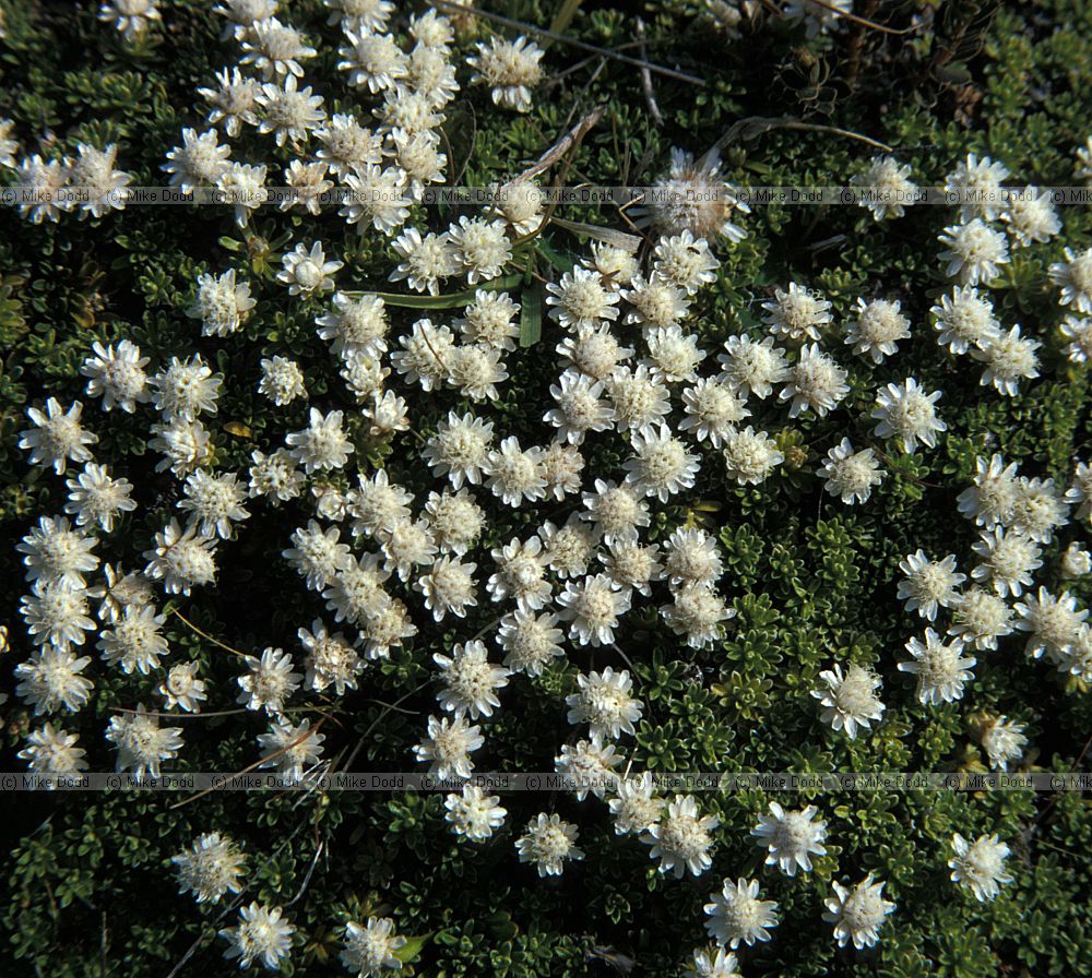 plant near Homer tunnel