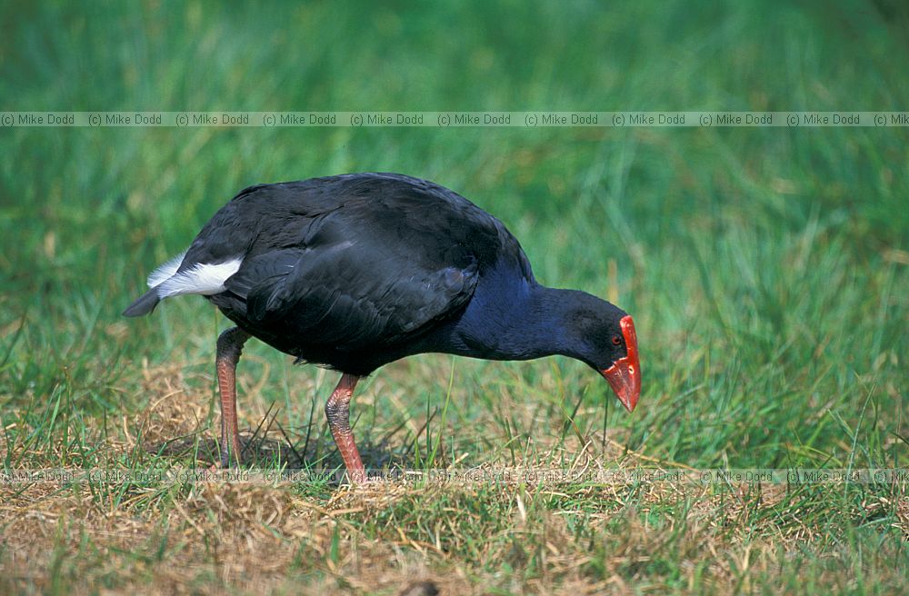 Pukeko Te Anau