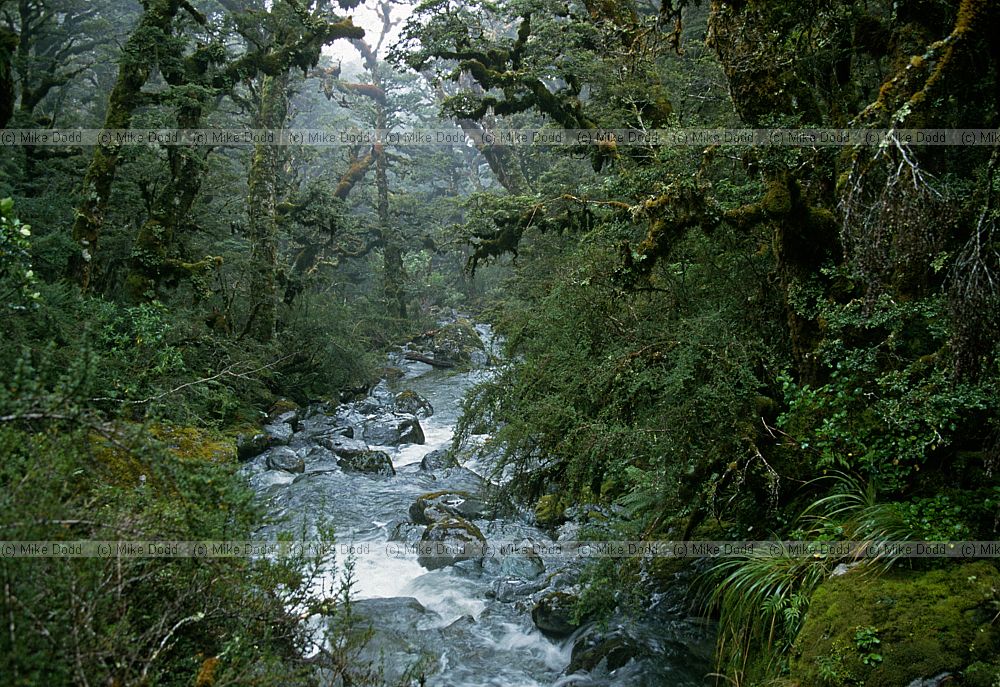 Rainforest with nothofagus on Routeburn track south island