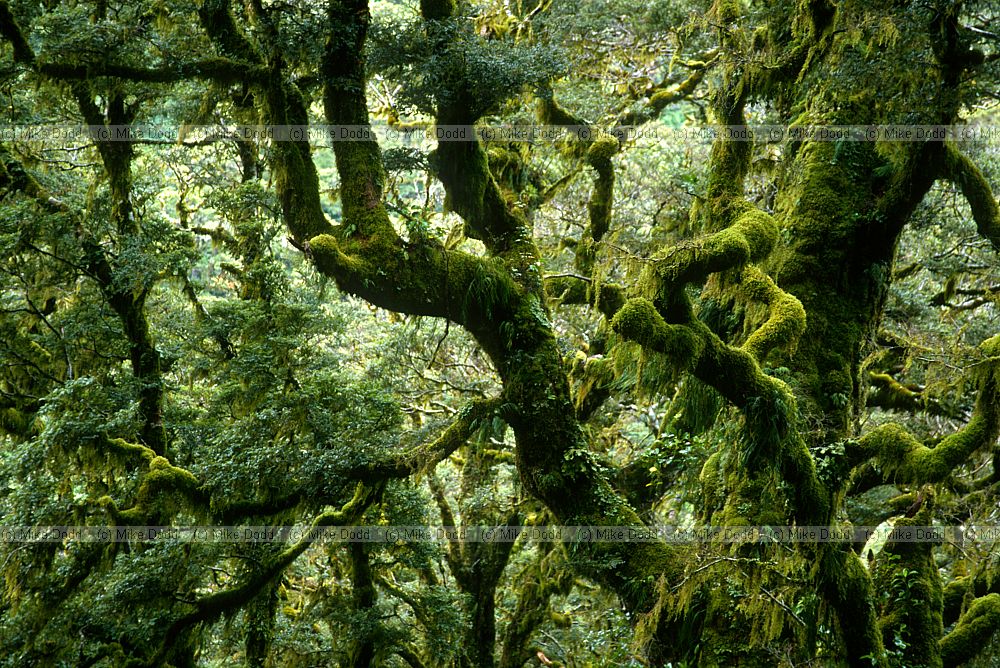 Rainforest with nothofagus on Routeburn track south island