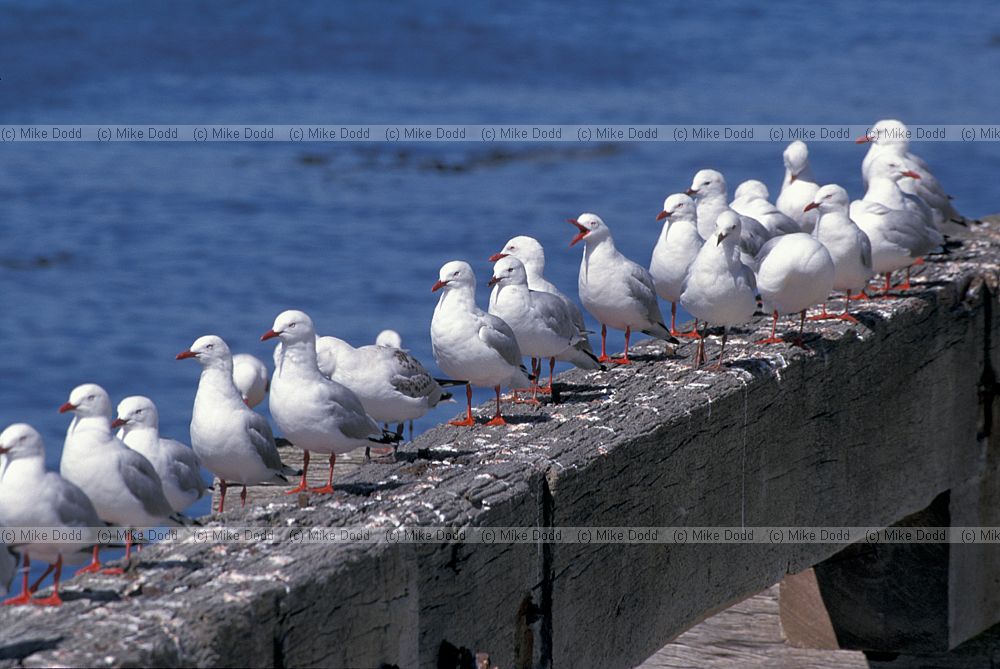 Red billed gulls Otago peninsula