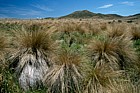 Red tussock reserve near Te Anau South Island