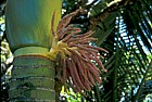 Rhopalstylis sapida Nikau palm paparoa national park