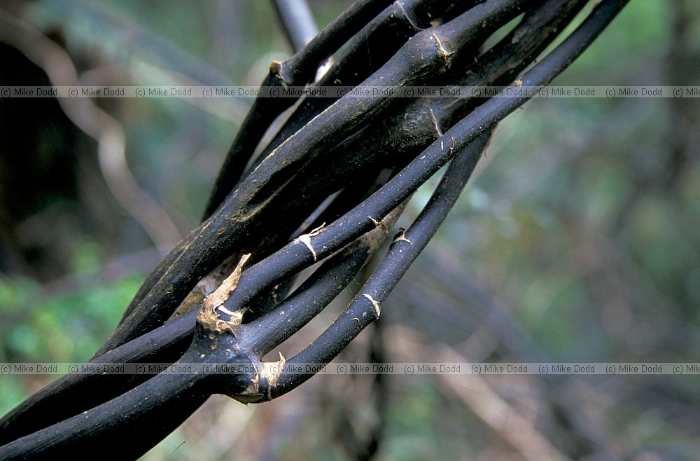Ripogonum scandens Bluff South island
