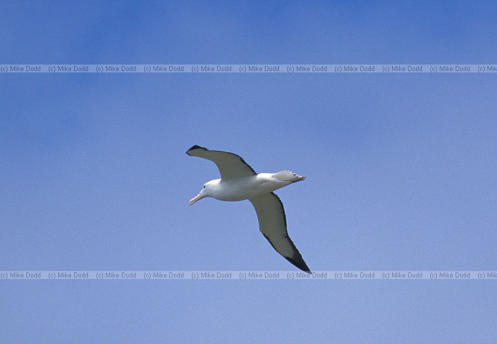 Royal albatross in flight Otago peninsula