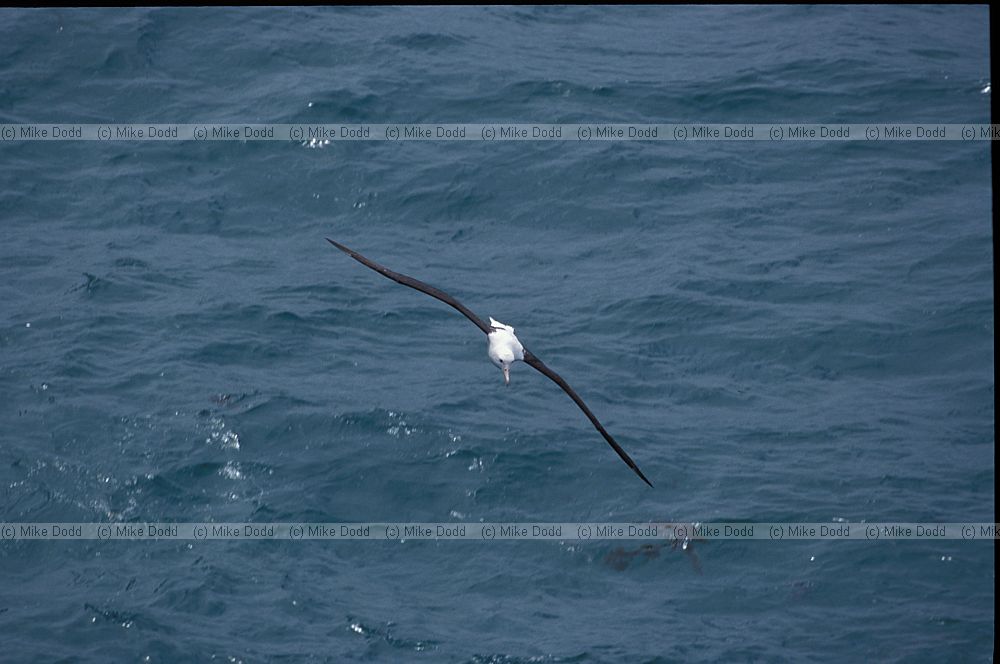 Royal albatross in flight Otago peninsula