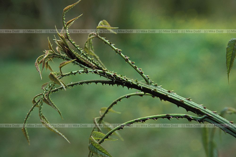 Rubus species (Bush Lawyer) Stewart Island
