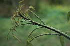 Rubus species (Bush Lawyer) Stewart Island