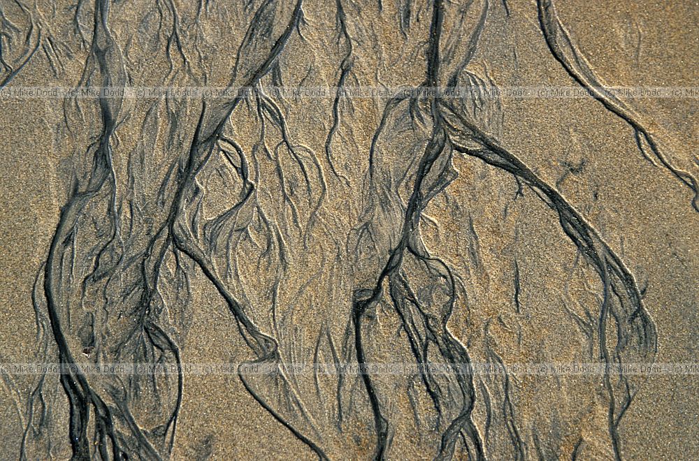 Patterns in the sand Halfmoon bay Stewart Island