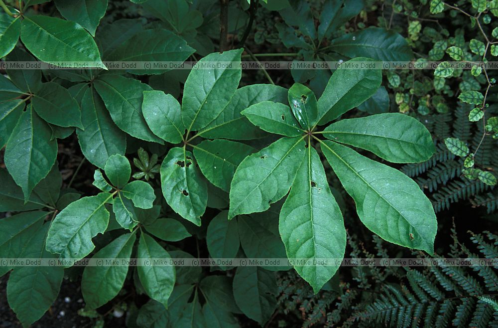 Schefflera digitata Bluff South Island