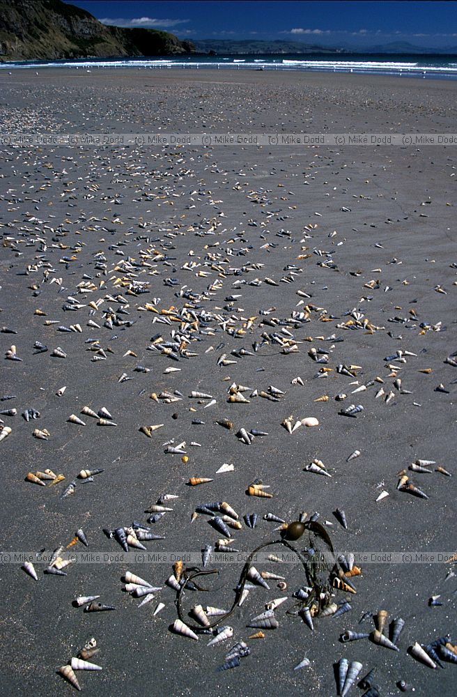 Maoricolpus roseus New Zealand screwshell on beach Aramoana