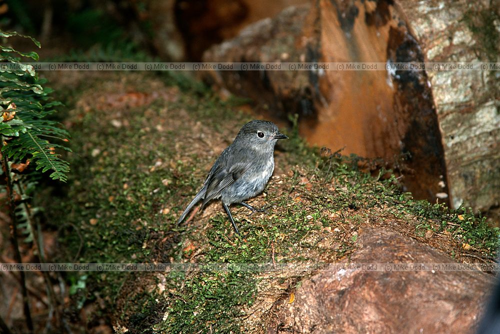South Island robin Borland