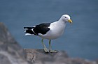 Southern black-backed gull otago peninsula