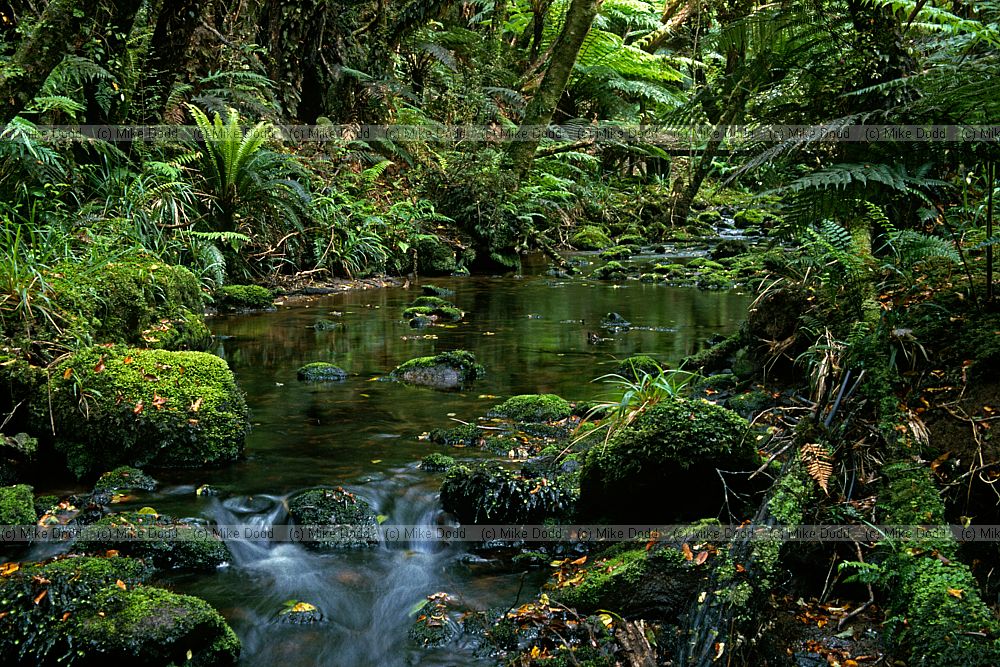 Stream Stewart island