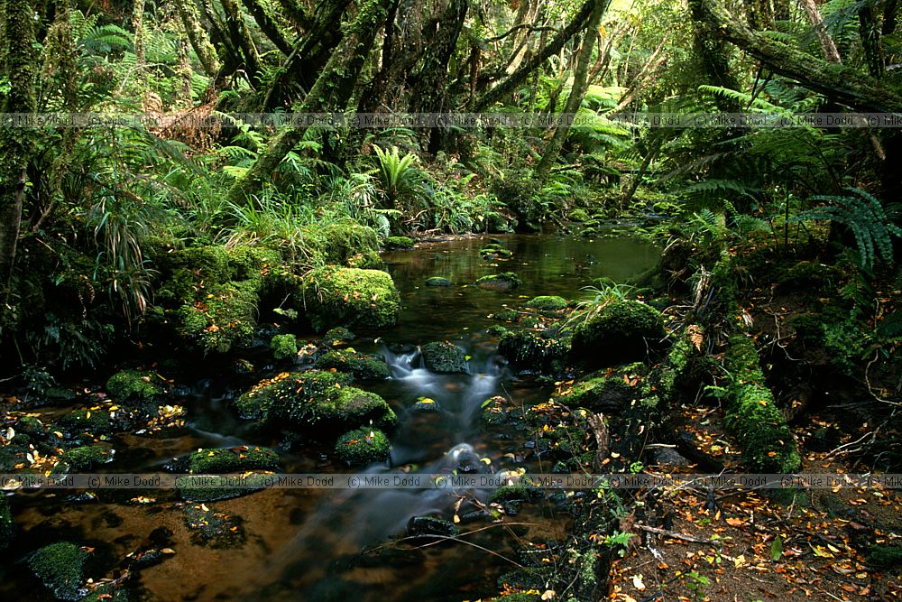 Stream Stewart island