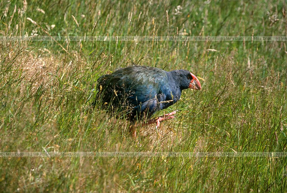 Porphyrio hochstetteri South Island Takahe Te Anau South Island
