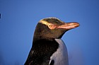 Yellow eyed penguin Otago peninsula