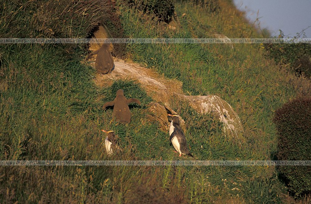 Yellow eyed penguin Otago peninsula