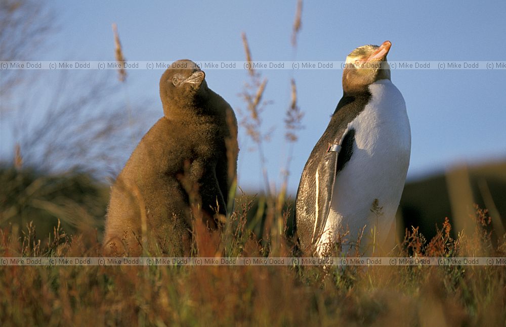 Yellow eyed penguin Otago peninsula