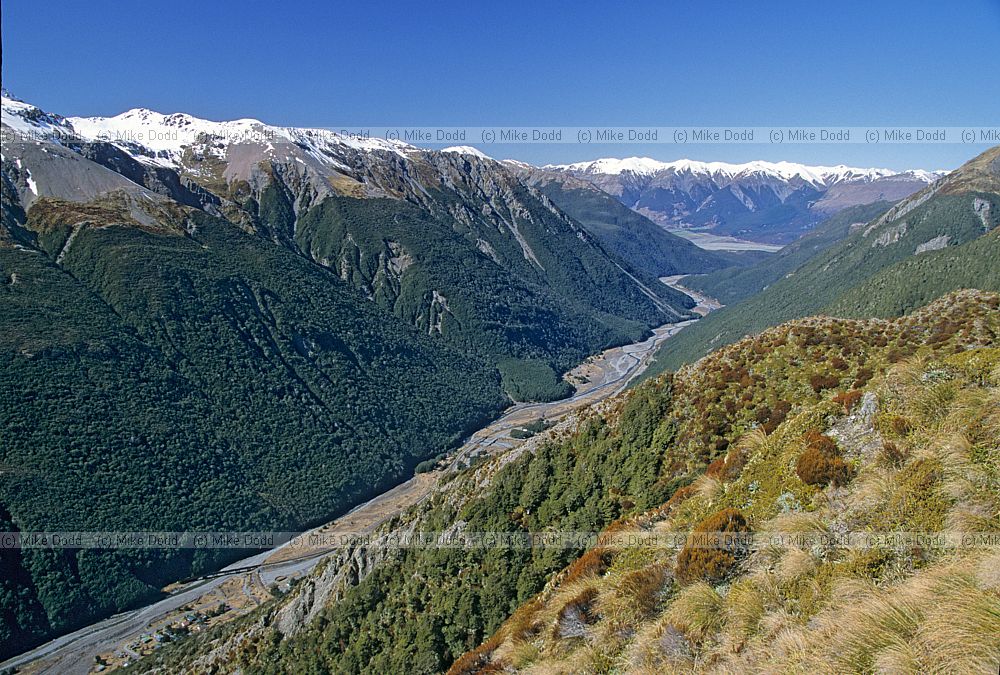 Treeline Arthurs pass