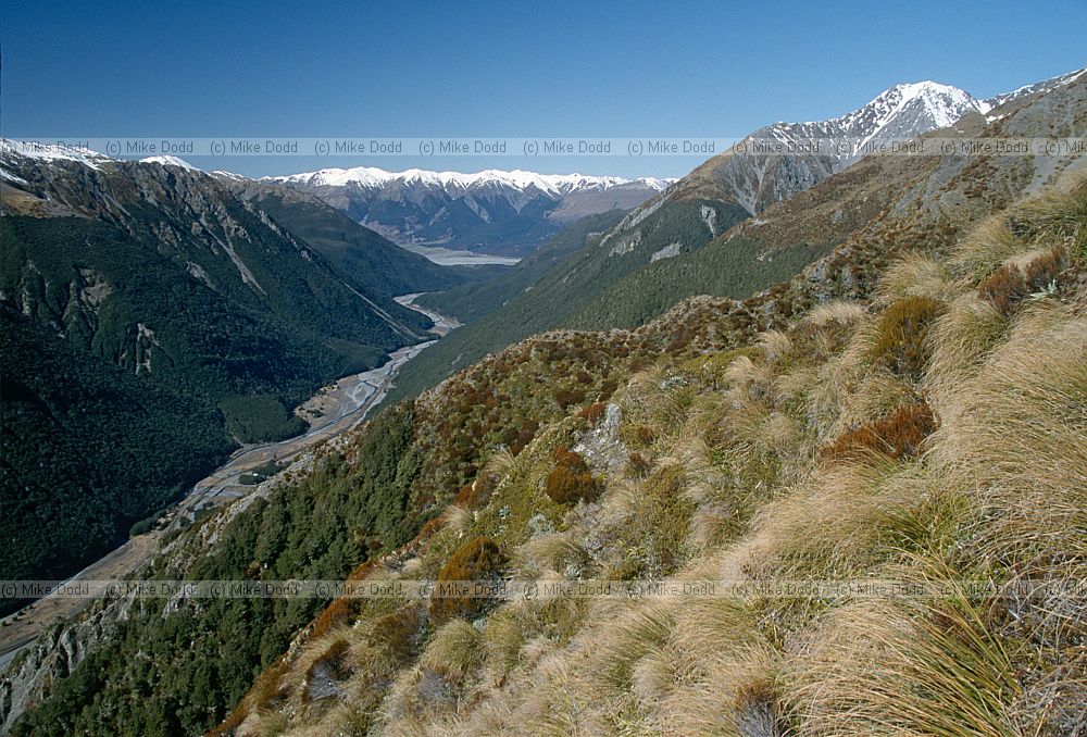 Treeline Arthurs pass