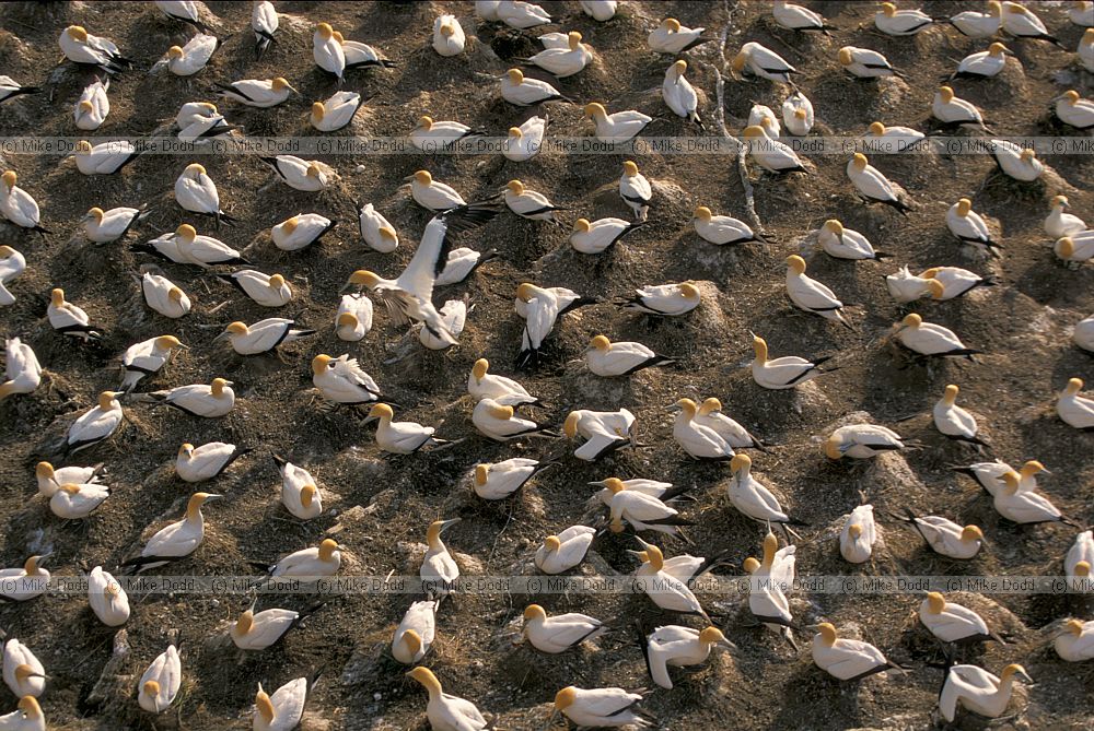 Australian gannets nesting at Muriwai beach