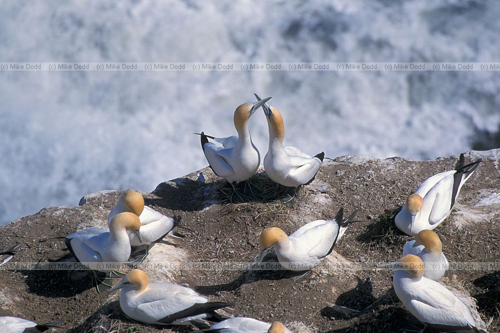 Australian gannets nesting at Muriwai beach