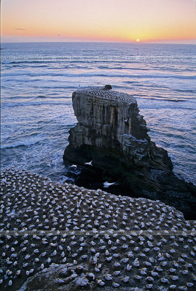 Australian gannets nesting at Muriwai beach