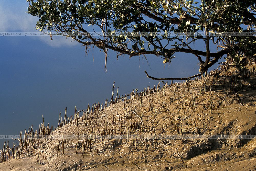 Avicennia marina Mangrove with pnematophores