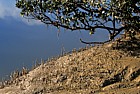 Avicennia marina Mangrove with pnematophores