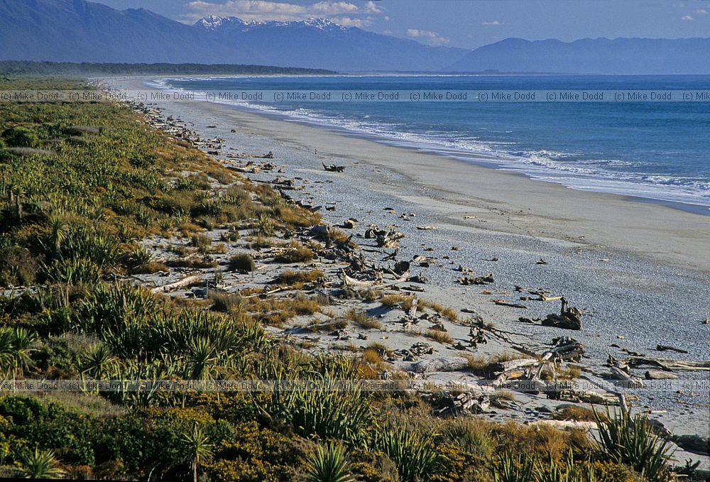 Beach and bush development 2001