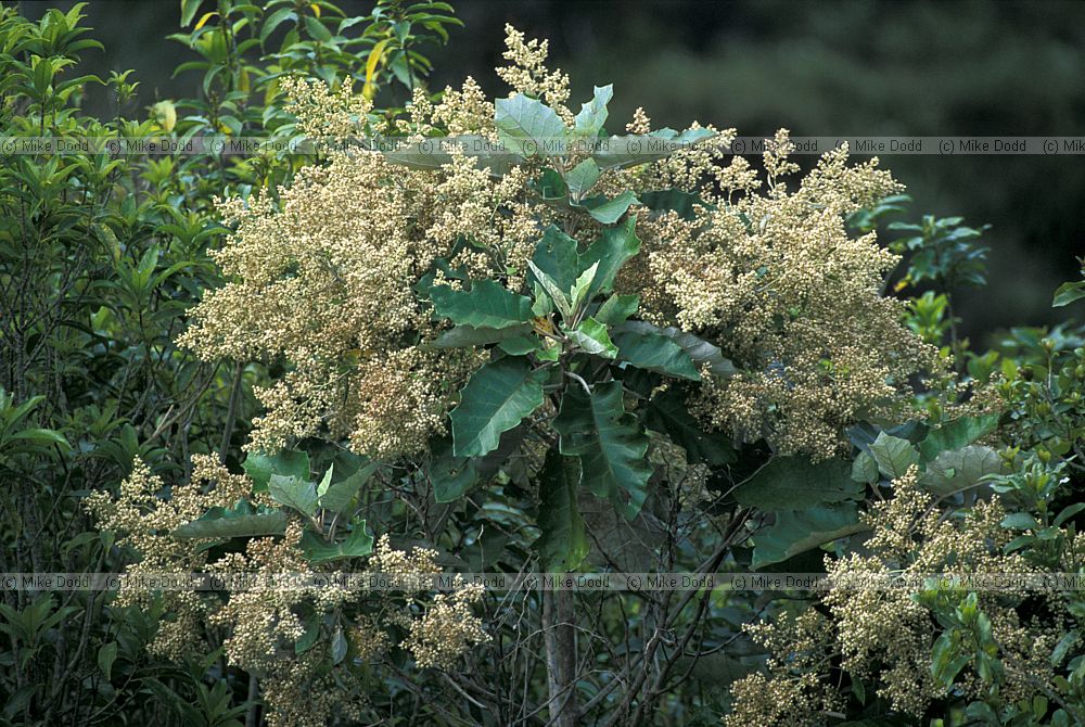 Brachyglottis repands at Coramandel
