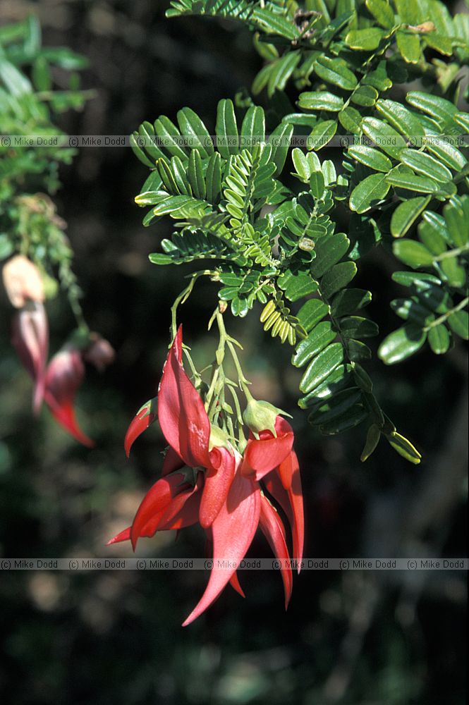 Clianthus puniceus kakabeak