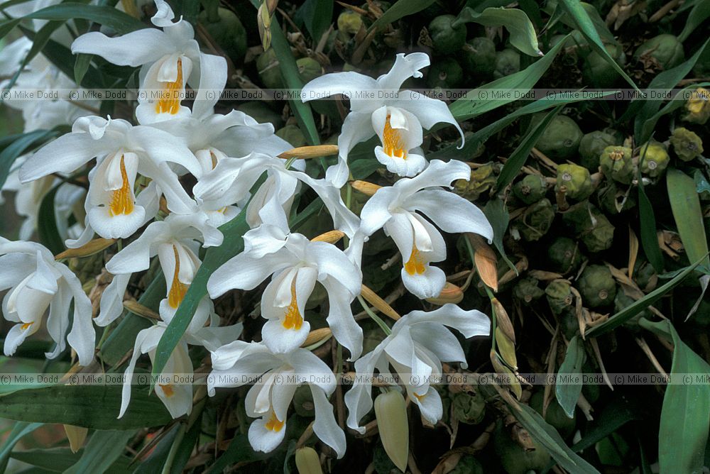 Coelogyne cristata orchid New Plymouth botanic garden