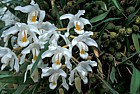 Coelogyne cristata orchid New Plymouth botanic garden