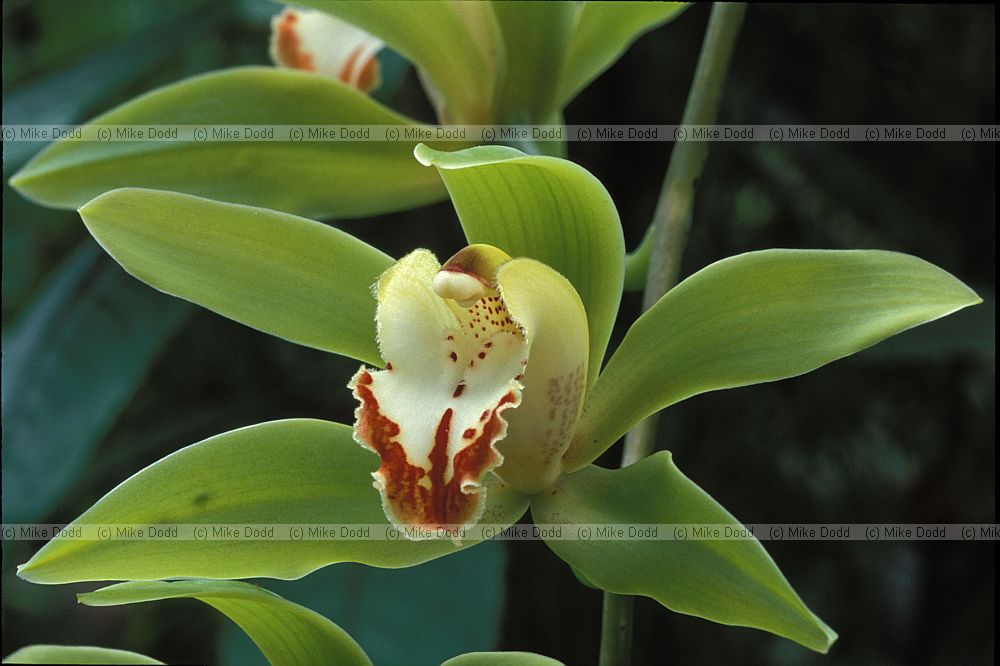 Cymbidium 'Iowia grandiflorum' orchid New Plymouth botanic garden