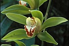 Cymbidium 'Iowia grandiflorum' orchid New Plymouth botanic garden