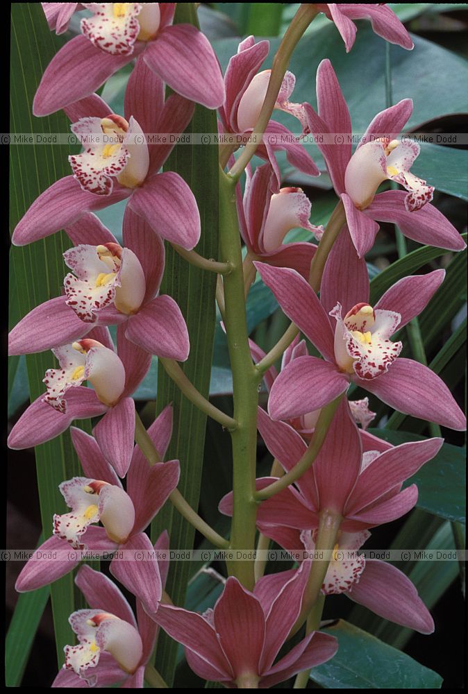 Cymbidium 'ladybug dream' orchid New Plymouth botanic garden