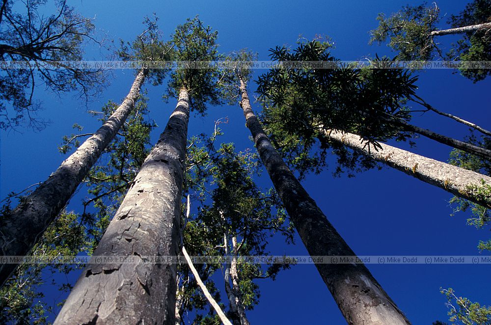 Dacrydium cupressinum Rimu selectively felled oldgrowth forest
