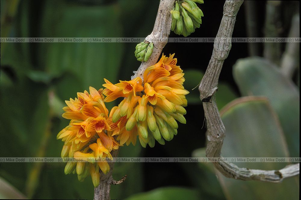 Dendrobium topaziacum orchid New Plymouth botanic garden