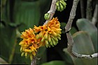 Dendrobium topaziacum orchid New Plymouth botanic garden