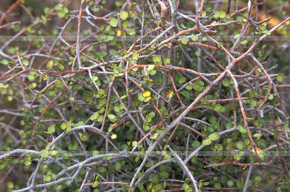 Dirvaricating shrub Coprosmia species