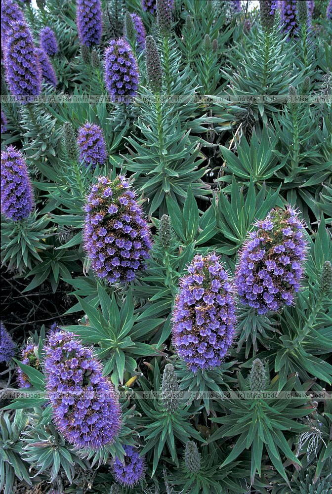 Alien Echium species Sumner Christchurch
