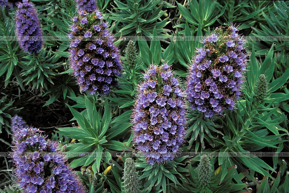 Alien Echium species Sumner Christchurch