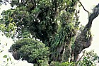 Epiphytes on tree west coast south island