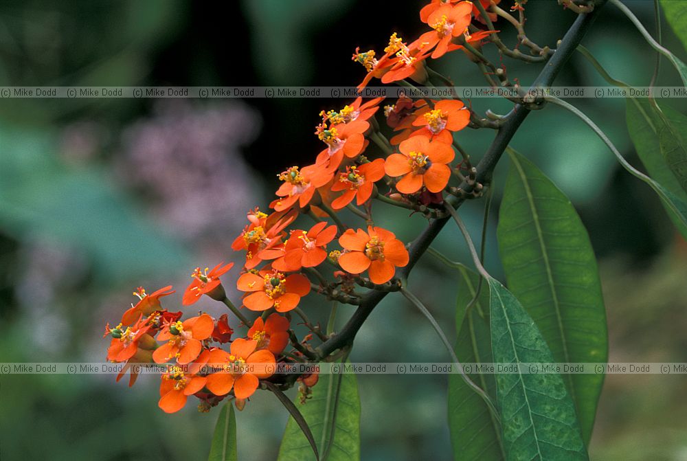 Euphorbia fulgens New Plymouth botanic garden