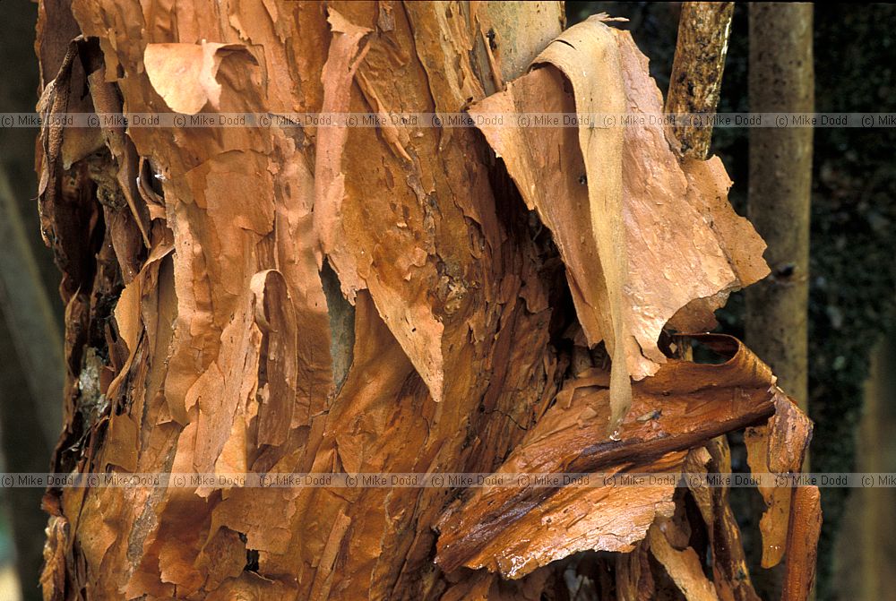 Fuchsia excorticata tree fuchsia bark